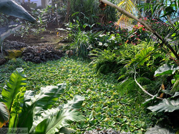 Tropical Garden