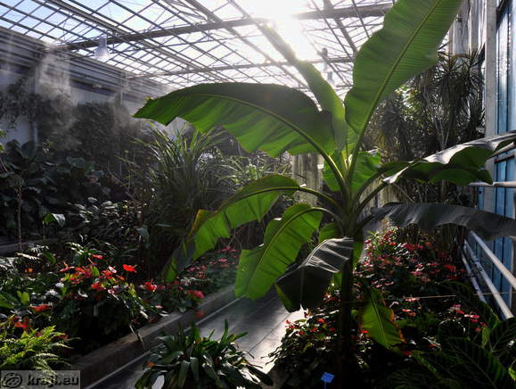 Tropical Garden in Prekmurje