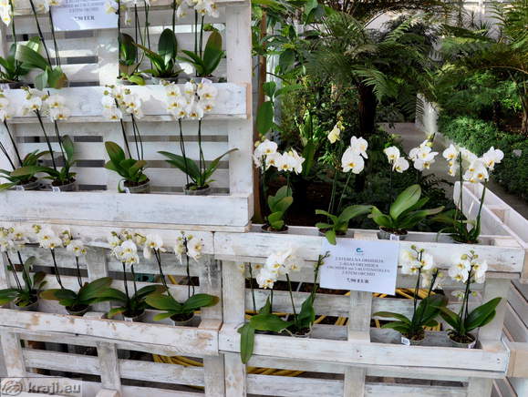 2 - stem orchids