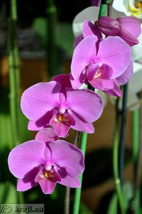 Orchids