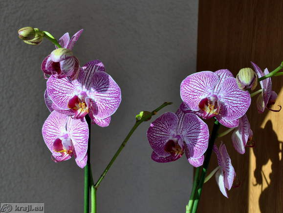 Orchids