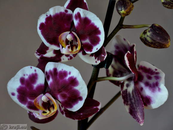 Orchids