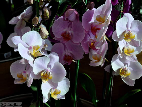 Orchids