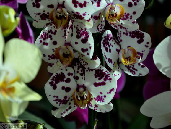 Orchids