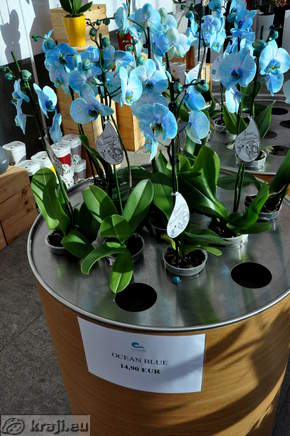 Ocean blue orchid