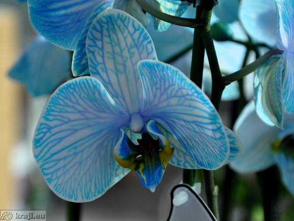 Ocean blue orchid