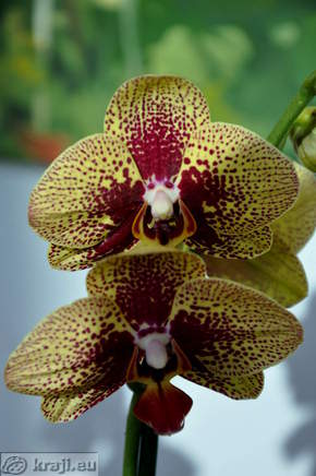 Orchids