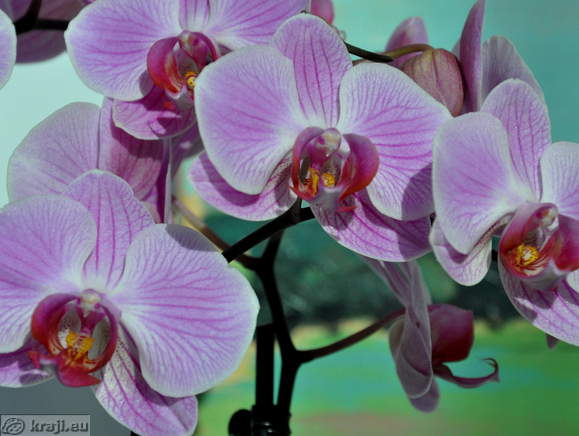 Orchids