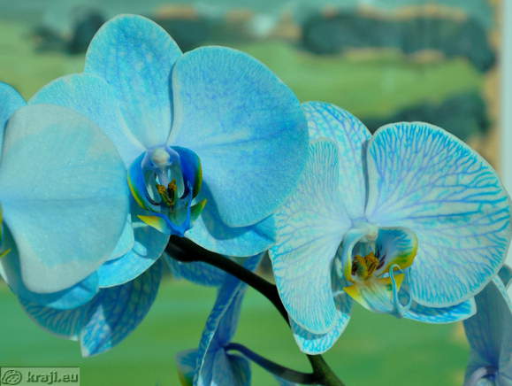 Orchids