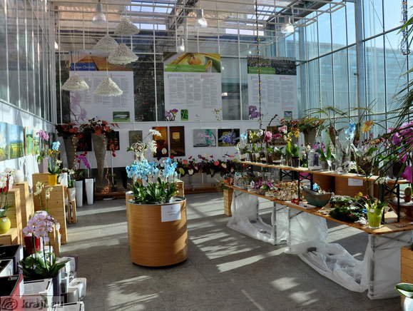 Orchids shop