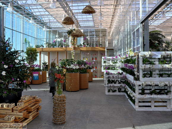 Shop - Orchids