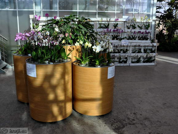 Orchids