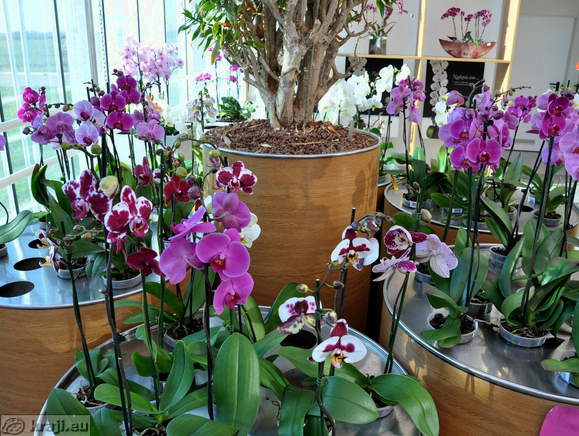 Orchids