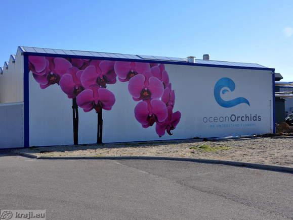 Ocean orchids - We understand flowers