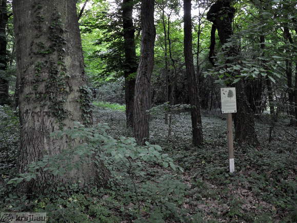 Trees in the Matzenau Park