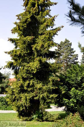 Kavkaška smreka z rumenimi mladikami