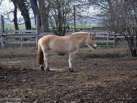 Rakican - Reitverein