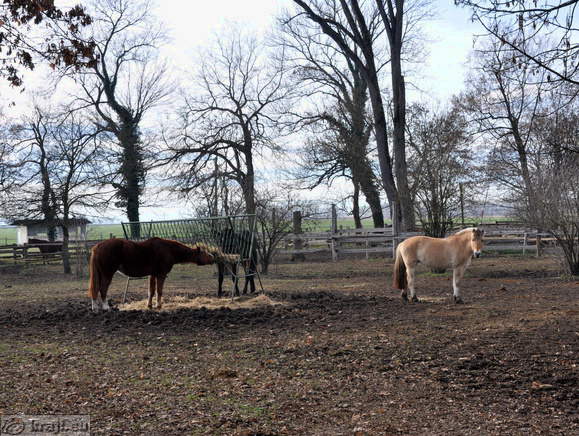 Rakican - Reitverein