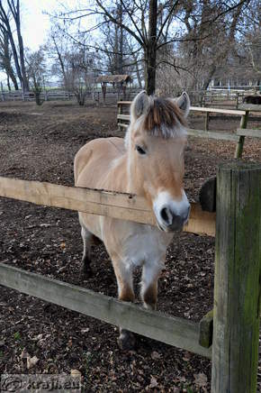 Rakican - Reitverein