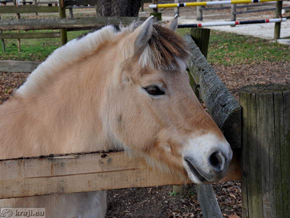 Rakican - Reitverein