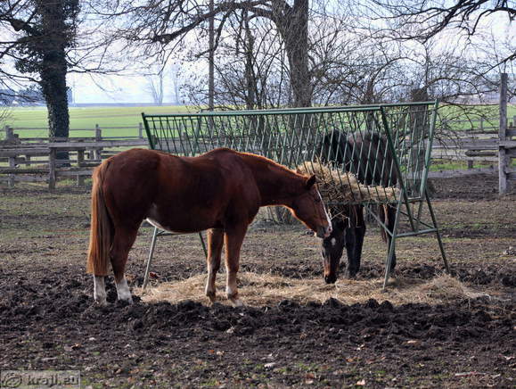 Rakican - Reitverein