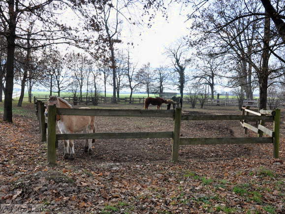 Rakican - Reitverein