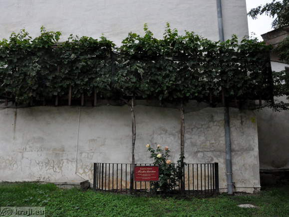 Potomka najstarejše trte na svetu iz Maribora - Lent