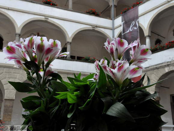 Cvetje okrog grajskega dvorišča