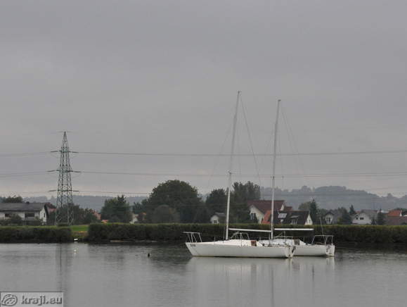 Jadrnice na Ptujskem jezeru