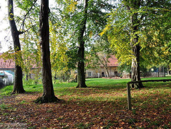 Drevje pri cesti proti gradu