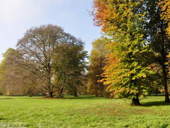 Jesensko obarvana drevesa