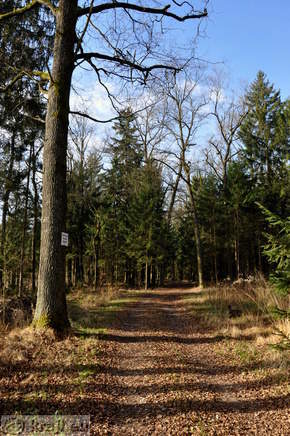 Turn Ponds - Forest Learning Trail