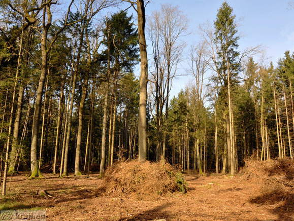 Forest Learning Trail