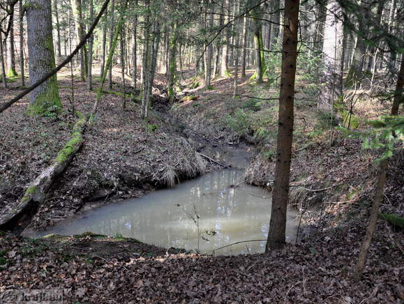 Forest Learning Trail Turn Ponds