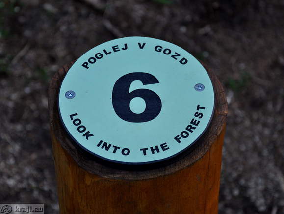 6 - Poglej v gozd