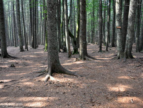 Ort der letzten Schlacht des Pohorje-Bataillon